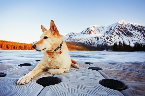 Hermoso perro en el fondo de las montañas