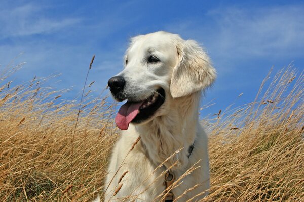 Profil d un chien dans un champ de blé