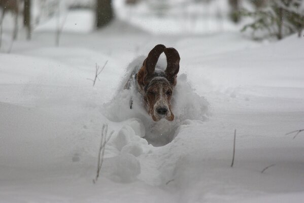 Dog in a snowdrift, protruding ears