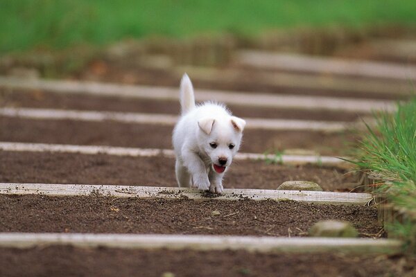 Le chiot a parcouru un long chemin