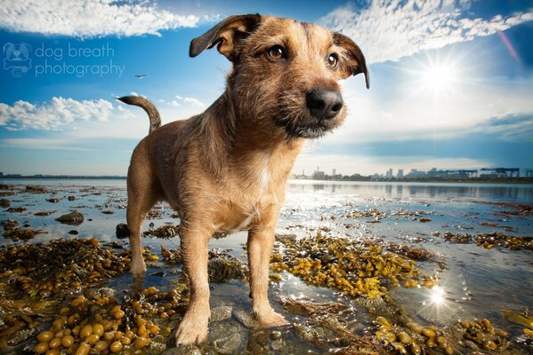 A friendly Dog on the lake shore