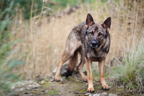 Der Hund auf dem Feld wird aufmerksam beobachtet