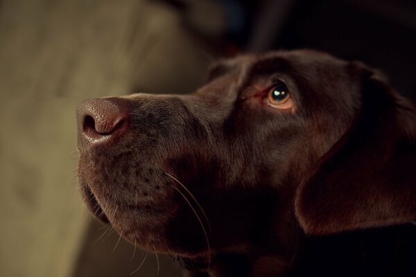 The dog is probably waiting for a delicious bone