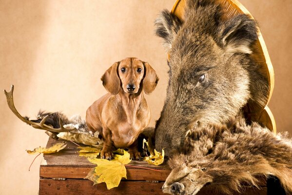 Un teckel roux mignon est assis à côté d une tête de sanglier, de bois de cerf, de peaux et de feuilles d automne sur un coffre en bois