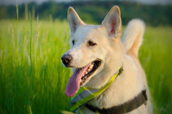 Cane sul campo estivo prato verde