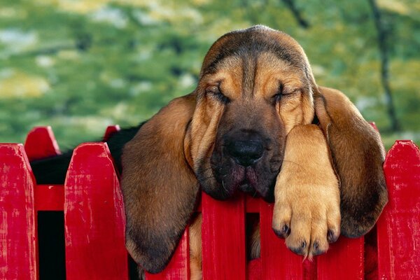 Bloodhound descansa en una cerca colgando sus orejas