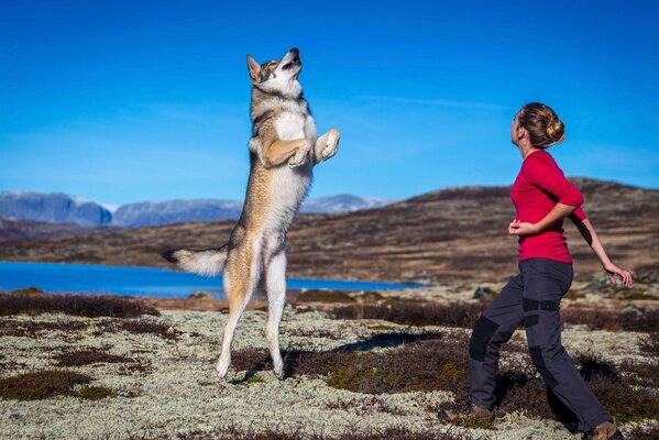 Mädchen trainiert einen Hund auf einem Hintergrund der Natur