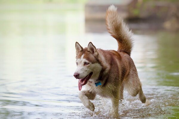 Großer Hund läuft über das Wasser