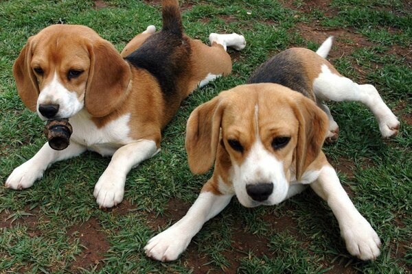 Pequeños cachorros de raza Beagle