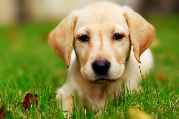 Cachorro pelirrojo en hierba verde