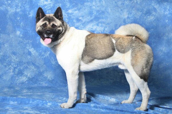 A fighting, powerful dog on a blue background