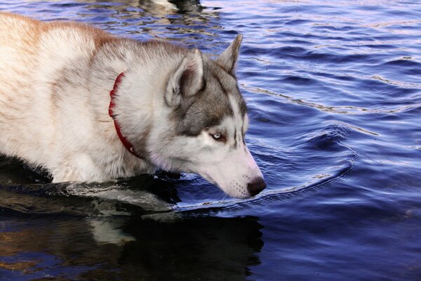 Ein Hund der Rasse Husky geht ins Wasser