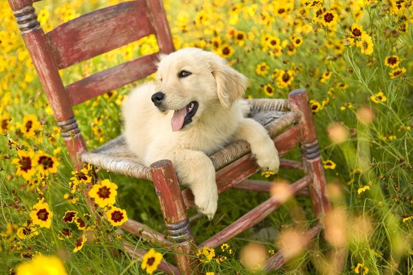 Auf einem Blumenfeld ist ein Hund auf einem Stuhl