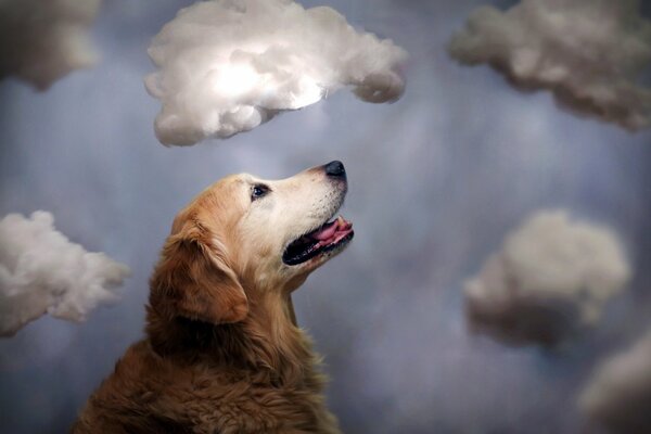 El perro se sienta en medio de las nubes