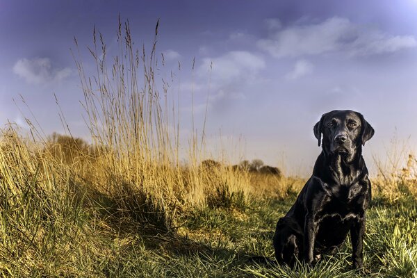 Black dog shines like silk labrador