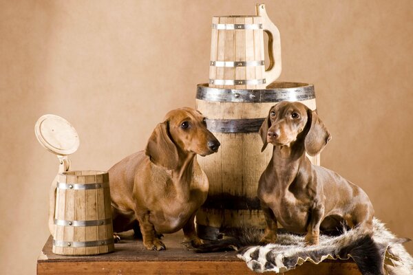 Two dachshunds sit next to a barrel and wooden mugs