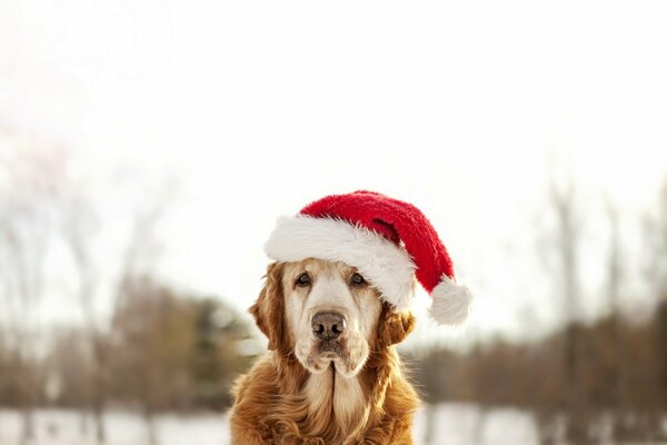 Foto eines Hundes in einer Weihnachtskappe