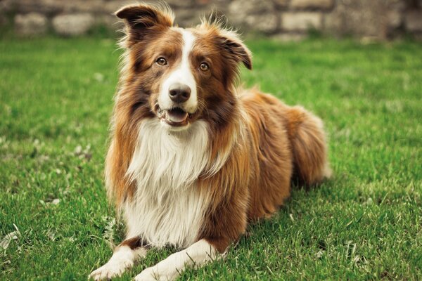 Cane sdraiato sull erba in estate