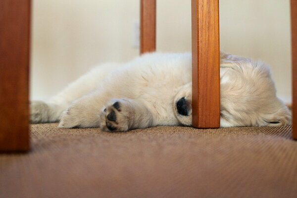 Chien dort sur une chaise, chiot