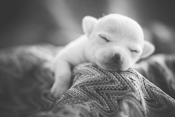 Cucciolo bianco che dorme su un plaid lavorato a maglia