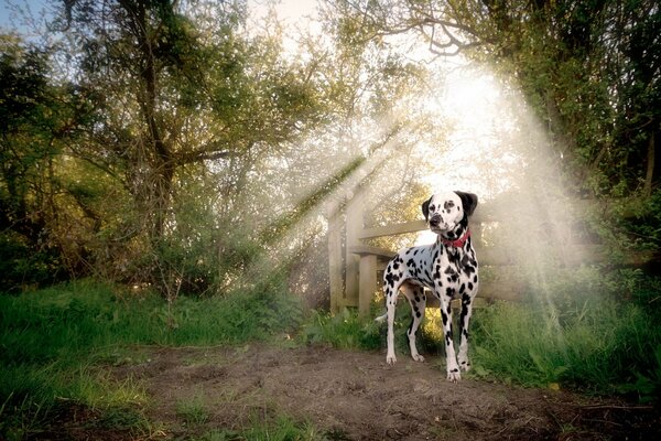 Hund Dolmatin ist ein treuer Freund