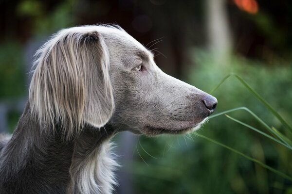 A hunting dog is waiting for prey and the call of the owner