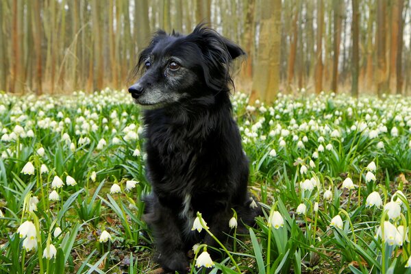 A dog in the forest on a blooming field