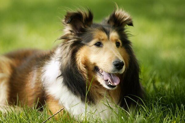 Cane sdraiato sull erba verde