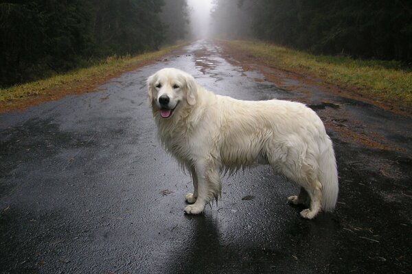 El perro White Retriever está de pie en el camino en un clima nublado de otoño