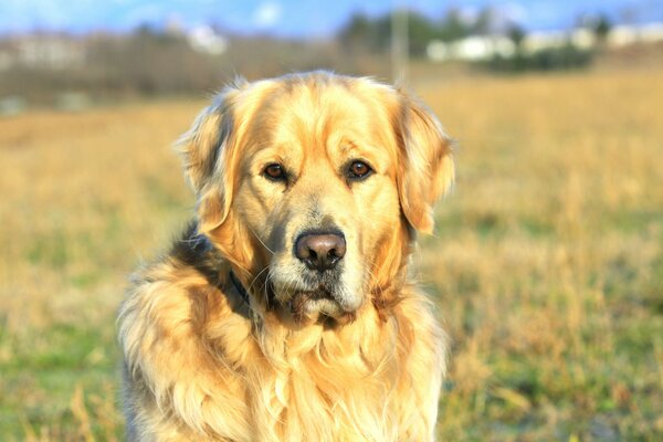 Żółty Labrador siedzi na polu