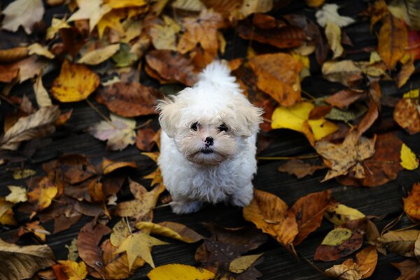 Autunno. Fogli. Bianco doggy