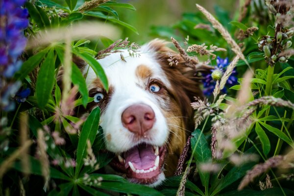 Dans le monde des animaux museau de chien en fleurs