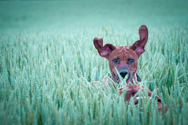 Cane con le orecchie alzate nell erba sul campo