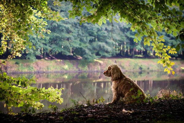 Ein roter Hund mit langen hängenden Ohren sitzt am Ufer eines Sees im Park