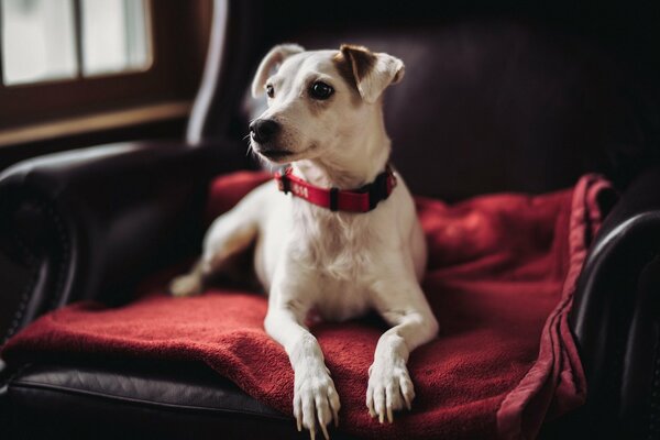 Chien dans une chaise regarde amicalement au loin