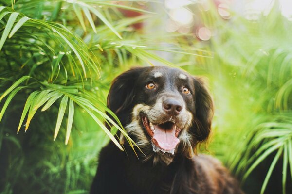 Fröhlicher Hund auf grünem Hintergrund