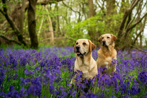 Labradors in bells on a background of trees