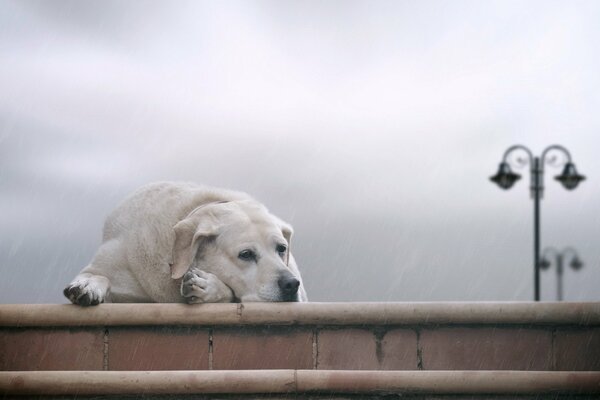 Labrador annoiato all aperto con lanterne