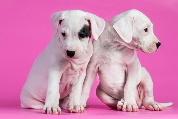 Chiots Dalmatiens drôles sur fond rose