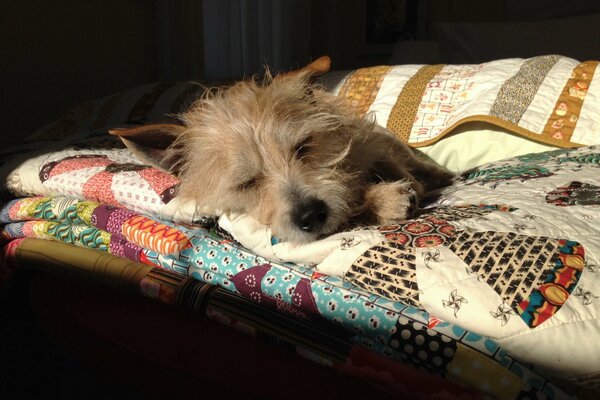 Foto de un perro durmiendo en casa