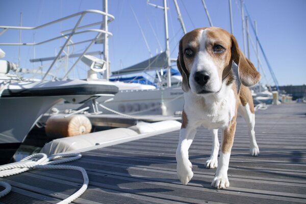 The dog walks along the pier near the yachts