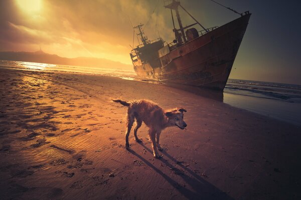 Isla de barcos de perros abandonados