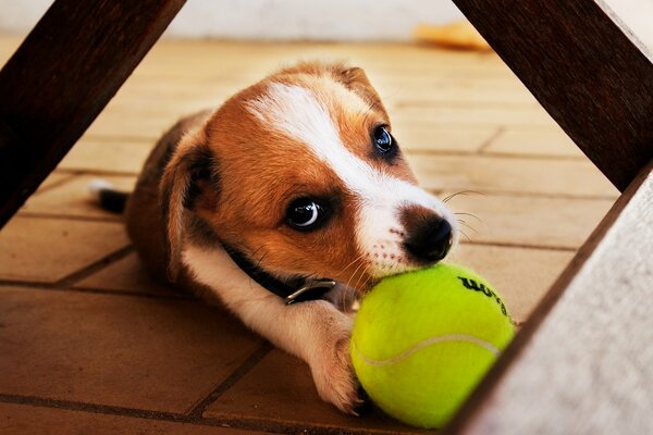 Pequeño cachorro quiere jugar con la pelota