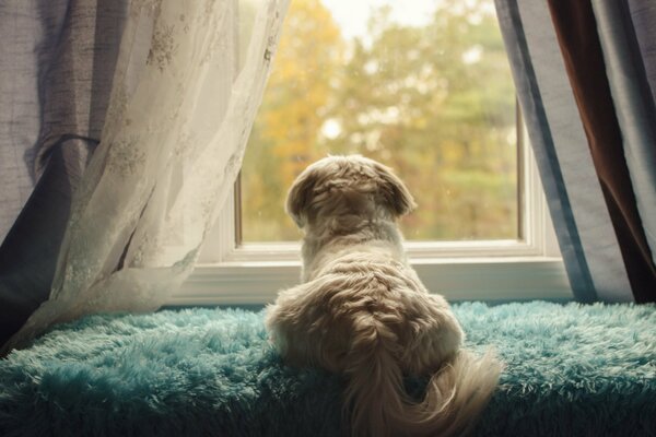 Chien mignon regardant par la fenêtre