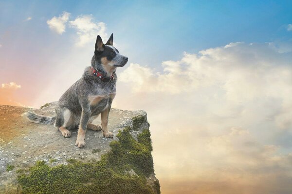 Ein Hund sitzt auf einem Felsabhang