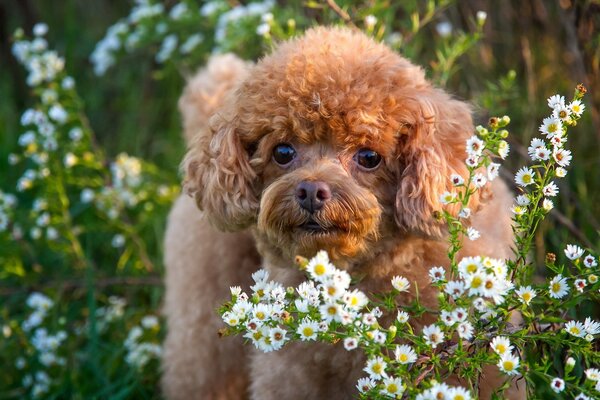 The dog looks at the flowers