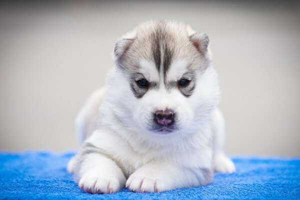 Serious puppy resolute look