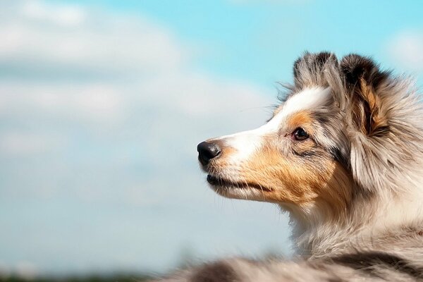 El perro Collie Mira al cielo