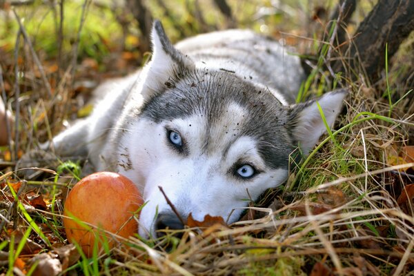 Siberian Husky leży na trawie