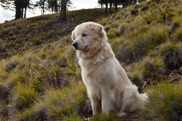 Golden Labrador au sommet de la colline